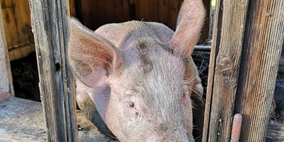 Urlaub auf dem Bauernhof - Tiere am Hof: Schweine - Wagrain - Schwein - Auerhof
