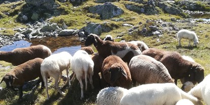 Urlaub auf dem Bauernhof - Brötchenservice - Wagrain - Schafe auf der Alm - Auerhof