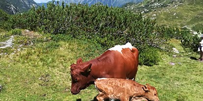 Urlaub auf dem Bauernhof - Tiere am Hof: Ziegen - Kleinarl - Kuh mit neugeborenen Kalb auf der Alm - Auerhof