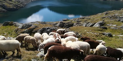 Urlaub auf dem Bauernhof - Tiere am Hof: Ziegen - Wagrain - Schafe am Klafferkessel - Auerhof