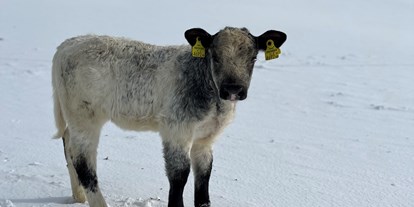 Urlaub auf dem Bauernhof - Tiere am Hof: Ziegen - Wagrain - Lucy - Auerhof