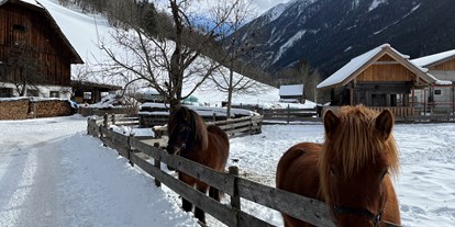 Urlaub auf dem Bauernhof - Großarl -  Isländerpferde Kaspar und Swawa - Auerhof