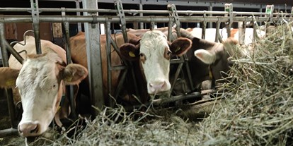 Urlaub auf dem Bauernhof - Art der Landwirtschaft: Milchbauernhof - Österreich - Ausblickhof