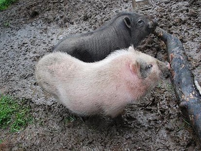 Urlaub auf dem Bauernhof - Tiere am Hof: Schweine - Salzburg - Streichelzoo - Schnell Palfengut