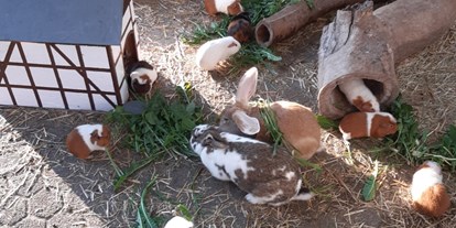 Urlaub auf dem Bauernhof - Hessen - Unser Streichelgehege mit Kaninchen und Meerschweinchen. - Ferienhof Schmiddes