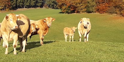 Urlaub auf dem Bauernhof - Hessen - Ein Teil unserer Rinder  - Ferienhof Schmiddes