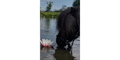 Urlaub auf dem Bauernhof - Schwimmmöglichkeit: Schwimmteich - Seerosen an unserem Naturbadeteich genießen  - Charlottenhof Bauernhof in Alleinlage 