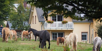 Urlaub auf dem Bauernhof - Top-Hof 2024 - Pferde und Ponys auf der Weide - Ferienhof Feinen
