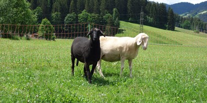Urlaub auf dem Bauernhof - Tagesausflug möglich - Salzburg - Unsere Schafe - Ausserraingut