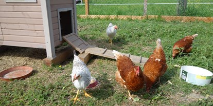 Urlaub auf dem Bauernhof - Bio-Bauernhof - Salzburg - unsere Hühner - Ausserraingut
