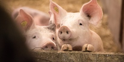 vacanza in fattoria - Tiere am Hof: Schweine - Bassa Austria - Pension-Kobichl