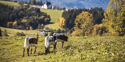 vacanza in fattoria - Fahrzeuge: Traktor - Bassa Austria - Pension-Kobichl
