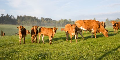 Urlaub auf dem Bauernhof - Tiere am Hof: Gänse - Mutterkuhhaltung - Hubertushof Eifel