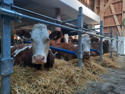 Urlaub auf dem Bauernhof - Mithilfe beim: Melken - Salzburg - Unsere Kühe im neuen Laufstall - Biohof Maurachgut