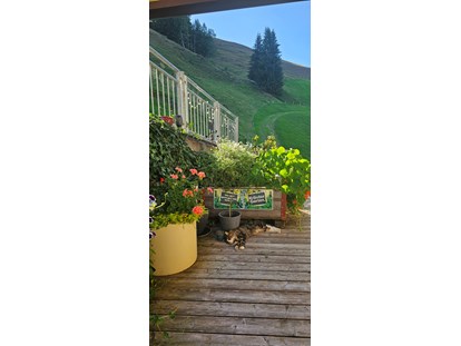 Urlaub auf dem Bauernhof - Österreich - Kater "Rocky" relaxt auf der Sonnenterrasse - Ferienwohnungen Perfeldhof