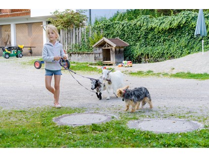 Urlaub auf dem Bauernhof - Salzburg - Spaziergang mit den Miniziegen
 - Bio-Familienbauernhof Göttfriedbauer