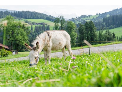 Urlaub auf dem Bauernhof - Mithilfe beim: Eier sammeln - Salzburg - Esel Emil - Bio-Familienbauernhof Göttfriedbauer