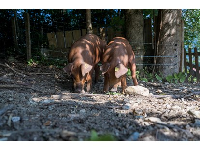 Urlaub auf dem Bauernhof - Tiere am Hof: Hasen - Salzburg - Freilandschweine - Bio-Familienbauernhof Göttfriedbauer