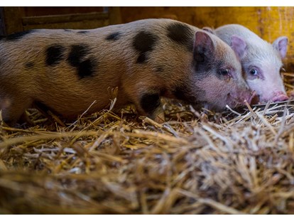 Urlaub auf dem Bauernhof - Tiere am Hof: Streicheltiere - Österreich - Minipigs - Bio-Familienbauernhof Göttfriedbauer