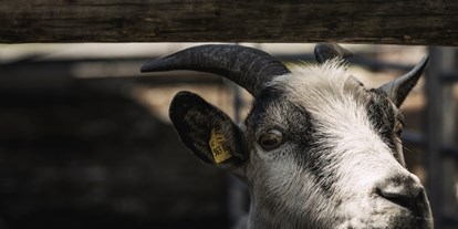 Urlaub auf dem Bauernhof - Tiere am Hof: Ziegen - Salzburg - Kinderbauernhof Scharrerhof