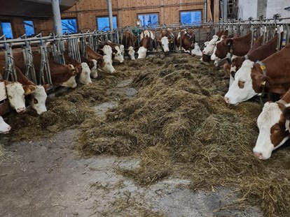 Urlaub auf dem Bauernhof - Mithilfe beim: Tiere pflegen - Österreich - Kühe - Ferienparadies Taxen