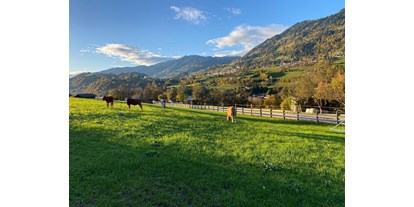 Urlaub auf dem Bauernhof - Tiere am Hof: Kühe - Salzburg - Bauernhof Sonnenhuab 