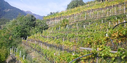 Urlaub auf dem Bauernhof - ideal für: Senioren - Trentino-Südtirol - Weinberg - Bachguterhof