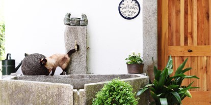 Urlaub auf dem Bauernhof - Hunde: erlaubt - Italien - eine unserer Katzen - Biogutshof Castel Campan