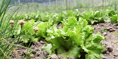 Urlaub auf dem Bauernhof - Umgebung: Urlaub in Stadtnähe - im Bauerngarten wachsen viele Kräuter und Salat für Ihre Küche - Biogutshof Castel Campan