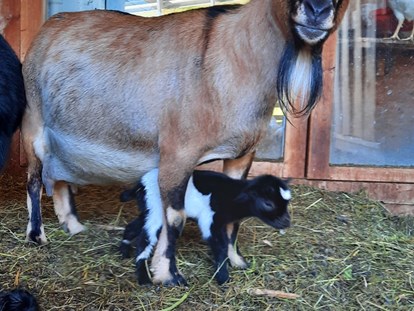 Urlaub auf dem Bauernhof - Südtirol - Mammaziege Zilli mit Babyziege Milli - Binterhof