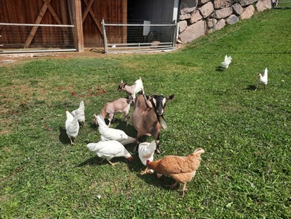 Urlaub auf dem Bauernhof - Italien - Glückliche Hühner und Ziegen - Binterhof