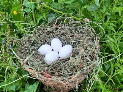 Urlaub auf dem Bauernhof - Mithilfe beim: Tiere füttern - Frische Eier von unseren glücklichen Hühnern - Binterhof