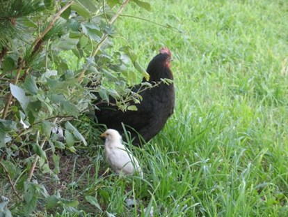 Urlaub auf dem Bauernhof - Tiere am Hof: Hühner - Mamahuhn mit ihrem entzückendem Küken - Binterhof