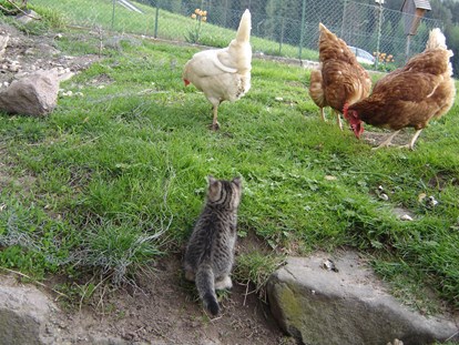 Urlaub auf dem Bauernhof - Art der Unterkunft: Ferienwohnung - Unser Kätzchen auf Entdeckungsreise zu den Hühnern - Binterhof