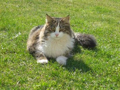 Urlaub auf dem Bauernhof - Tiere am Hof: Katzen - Hauskater Ricky - Binterhof