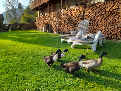 Urlaub auf dem Bauernhof - Tiere am Hof: Katzen - Trentino-Südtirol - 😄 - Ferienwohnungen Oberwieserhof