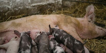 Urlaub auf dem Bauernhof - Tiere am Hof: Kühe - Brandenburg - Unsere Sau Erna mit Ferkeln - Naturbauernhof Gierke