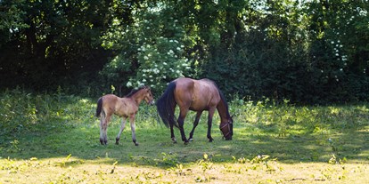 Urlaub auf dem Bauernhof - Brandenburg - Pferde auf der Koppel - Naturbauernhof Gierke