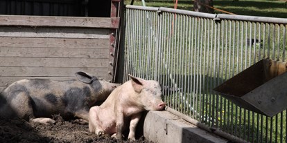 Urlaub auf dem Bauernhof - Tischtennis - Brandenburg - Unsere Schweine im Außenbereich - Naturbauernhof Gierke