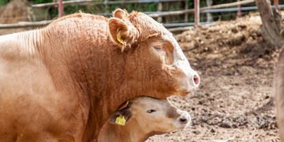 Urlaub auf dem Bauernhof - Tiere am Hof: andere Tierarten - Deutschland - Kühe - Naturbauernhof Gierke