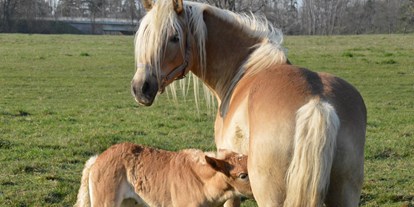 Urlaub auf dem Bauernhof - Tiere am Hof: Ponys - Deutschland - Haflingerzucht - Haflingerhof Noack