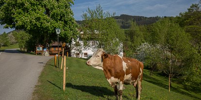 Urlaub auf dem Bauernhof - Hinterstoder - Unsere Kühe dürfen auf die Weide. - Ferienhof Pfaffenlehen
