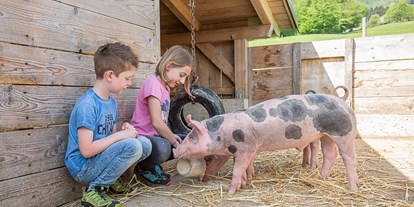 vacation on the farm - Ertl - Die Schweine sind auch neugierig, was gibt es da gutes. - Ferienhof Pfaffenlehen