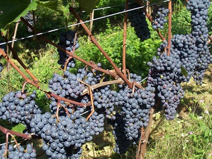 Urlaub auf dem Bauernhof - Art der Landwirtschaft: Weinbau - Alpen - Kerschbamerhof im Süden Südtirols