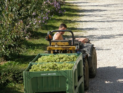 Urlaub auf dem Bauernhof - Art der Landwirtschaft: Forstwirtschaft - Kerschbamerhof im Süden Südtirols