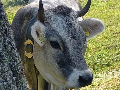 vacanza in fattoria - Trentino-Alto Adige - Kerschbamerhof im Süden Südtirols