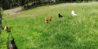 Urlaub auf dem Bauernhof - Art der Unterkunft: Appartement - Steiermark - Glückliche Hühne - Geschmackvolle Eier - Kindererlebnis-Bauernhof Perhofer