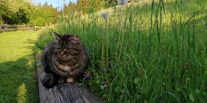 Urlaub auf dem Bauernhof - Tiere am Hof: Katzen - Steiermark - Jessy erwartet Euch - Kindererlebnis-Bauernhof Perhofer