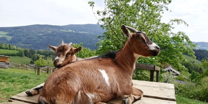 Urlaub auf dem Bauernhof - Art der Unterkunft: Ferienwohnung - Steiermark - Zwergziegen unsere neugierigen Vierbeiner - Kindererlebnis-Bauernhof Perhofer