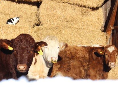 Urlaub auf dem Bauernhof - Tiere am Hof: Kühe - Österreich - Bio Bauernhof Braun
